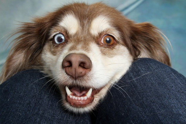 picture of a dog with striking eyes